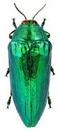 COLOUR - Beetle: 
