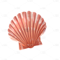 手绘-海洋生物元素-贝壳