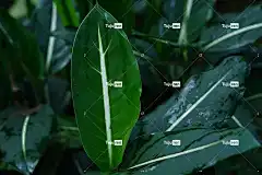 绿色的树叶 叶子 植物 白线 自然