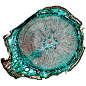 Photograph Pine Stem Cross Section Under Microscope by Kevin Ramos on 500px
pine stem cross section, 30 exposures from a digital microscope @ 40x magnification stitched together