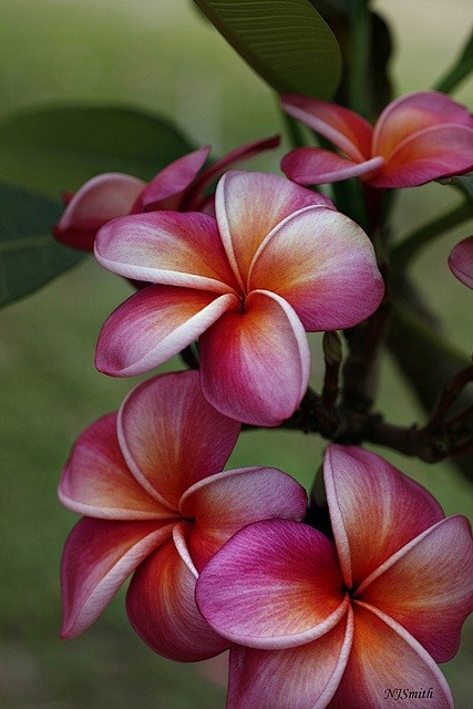 ~~Plumeria Season......