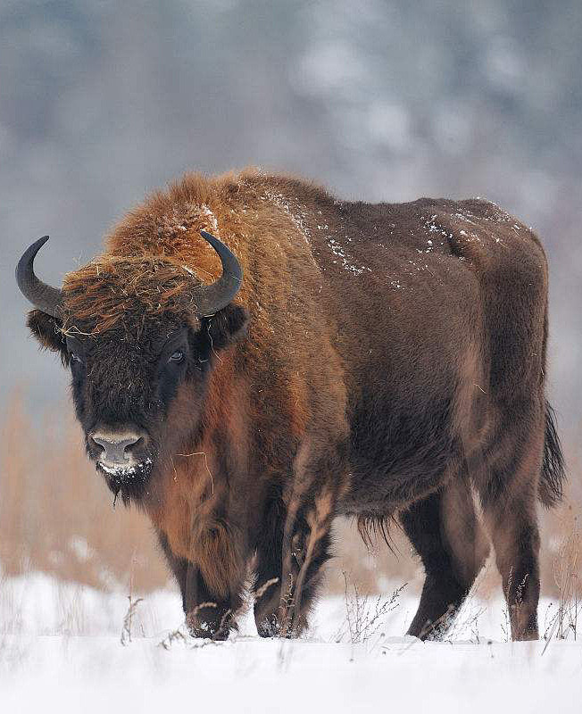 偶蹄目反刍亚目牛科牛亚科欧洲野牛