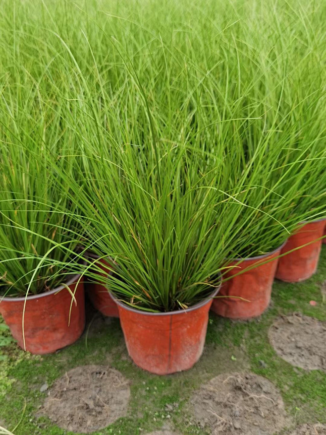 凤凰绿苔草