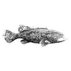 鱼  - 源文件下载【酷图网】海洋生物,海洋动物,线稿,章鱼,海龟,海马,海星,螃蟹,鲸鱼,蓝鲸,海鱼,鱼,八宝鱼,八宝蟹,梭子蟹,乌贼,海螺,海狮,海豹,鳐,电鳐,贝壳,