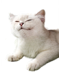 梳毛小猫