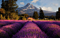 nature, summer, lavender, flowers, mountain top | 2560x1600 Wallpaper - wallhaven.cc