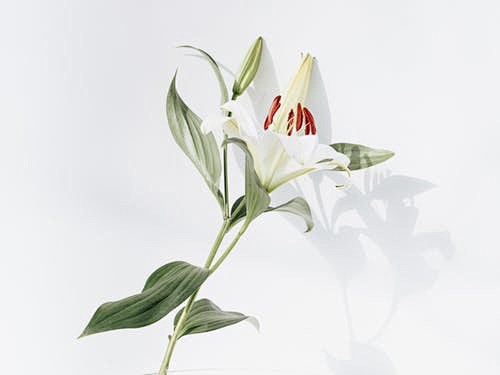 White and Red Flower...