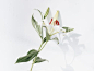 White and Red Flower With Green Leaves