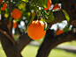 橙, 日志, 部落, 橙树树干, 水果, 橙色, 柑橘类水果, 树, 长春, 柑橘, 钻石绿, 芸香科植物