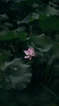 花犯花犯花犯采集到文摘背景