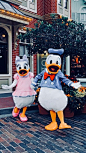 donald daisy duck disney  #daisy #Disney #Donald #Duck