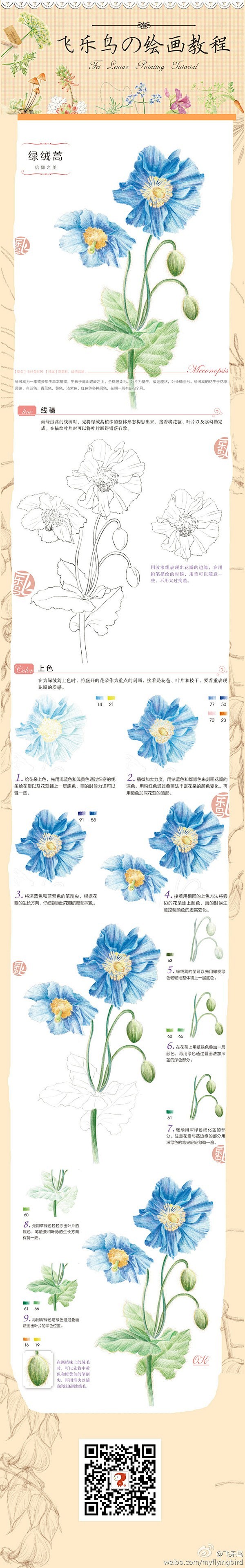 彩铅 步骤 教程 花