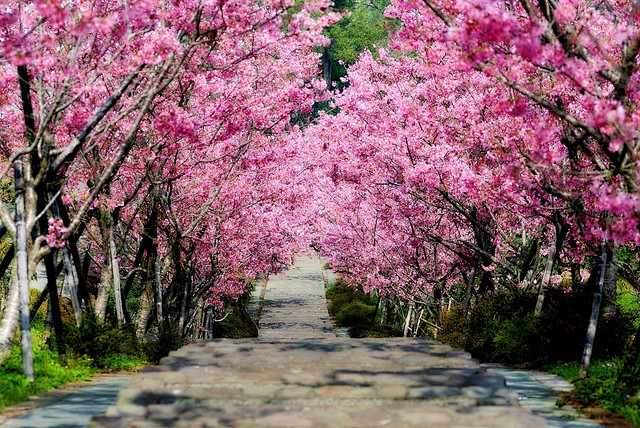 櫻木花道，河津櫻。凤凰，湖南