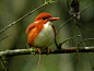 马岛三趾翠鸟Ceyx madagascariensis 佛法僧目 翠鸟科 三趾翠鸟属
Madagascar Pygmy Kingfisher