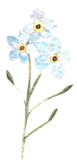 植物PNG
