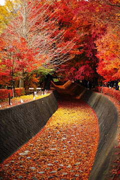 明日化为蛇采集到风景图