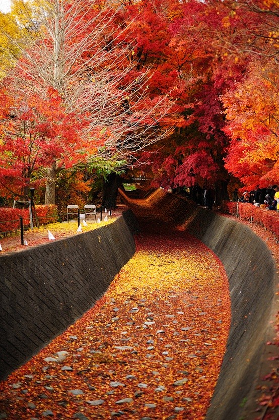 日本——河口湖
这红叶怎么像水彩