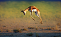 Johan Swanepoel在 500px 上的照片Running Springbok jumping high