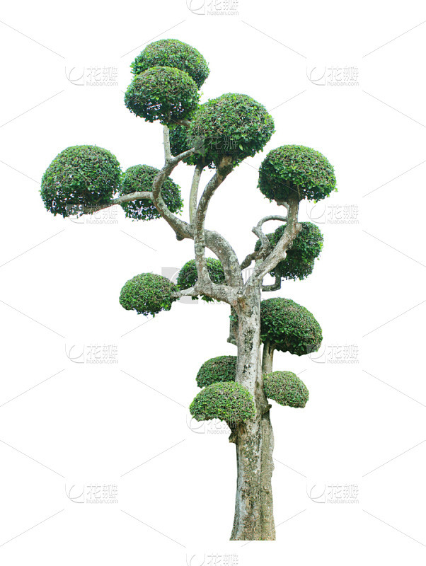 分离着色,自然,垂直画幅,枝繁叶茂,无人...