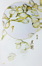 花茶 茉莉