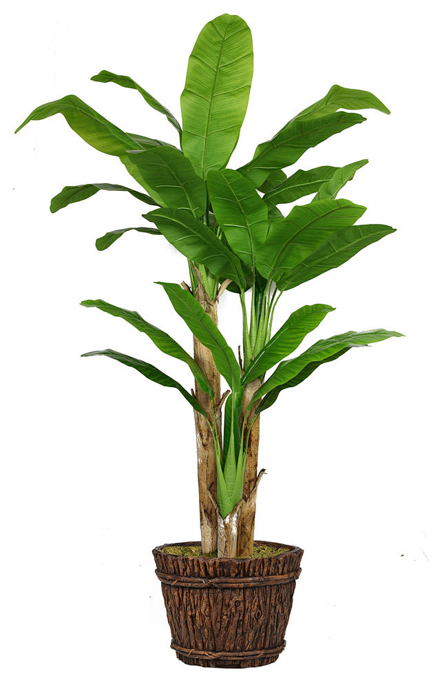 80" Tall Banana Tree...