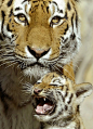 Hear me roar (Jens Meyer / AP): 