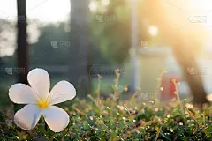 花儿的颜色以美丽的绿黄调和，模糊了阳光柔和的天空背景。花在森林，自由的空间为文本。浪漫柔和，艺术源于