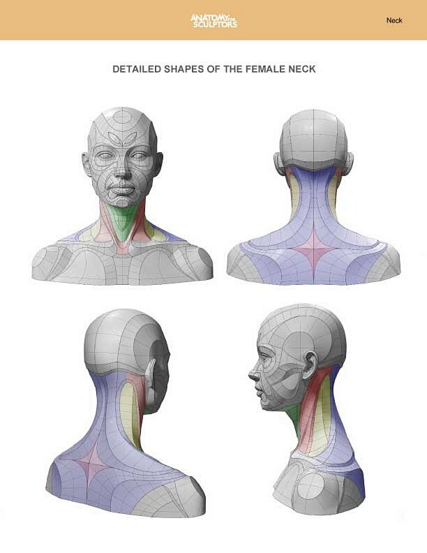 Angles of female nec...