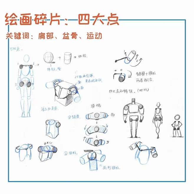 #春哥课稿#躯干肌肉①：

躯干肌肉结...