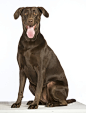 LabradorRetreiver_Chocolate_Camo_0054_Combo_Retouched