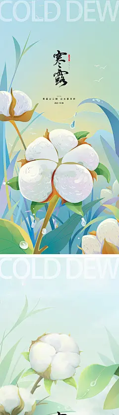 寒露节气插画棉花海报-源文件
