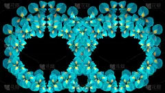黑色背景,鸢尾,自然,式样,两个人,分离着色,圆形,绿松石,花,构图