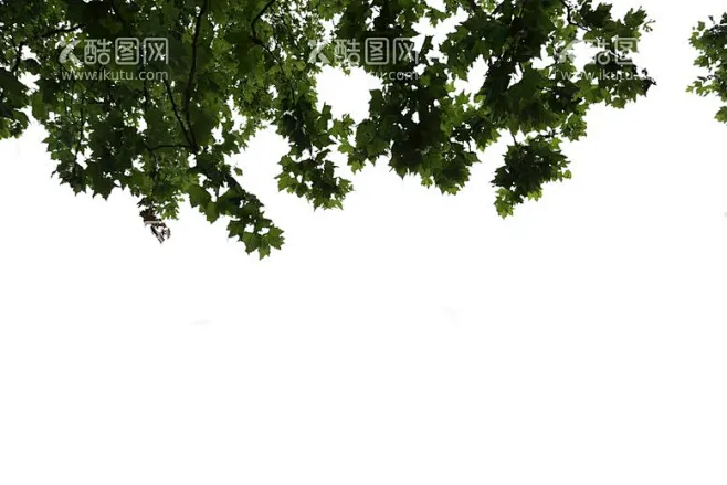树 - 源文件下载【酷图网】树木,绿化树,挂角树,绿化带,树林,行道树,树,抠的树,抠图,ps素材,效果图素材,景观树,景观素材,园林素材 ...