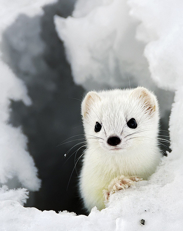 雪貂