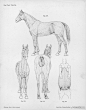 【马的解剖学结构  Horse anatomy by Herman Dittrich 绘画参考】 ​​​​