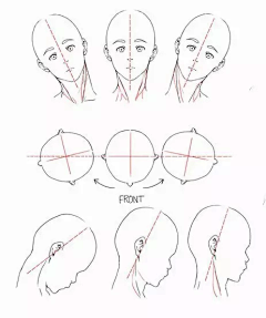 八火鸟采集到头部画法