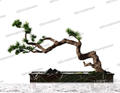 山渏采集到盆景