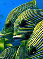 oriental sweetlips one of my favorites! ~Courtney