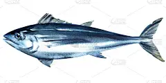 蓝鳍金枪鱼、金枪鱼、全鲜咸水鱼、蓝鳍金枪鱼、海鲜、特写、孤立、手工绘制的白色水彩画