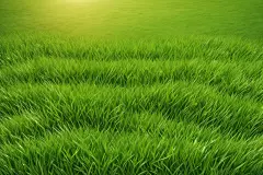 自然风景绿色小草图片