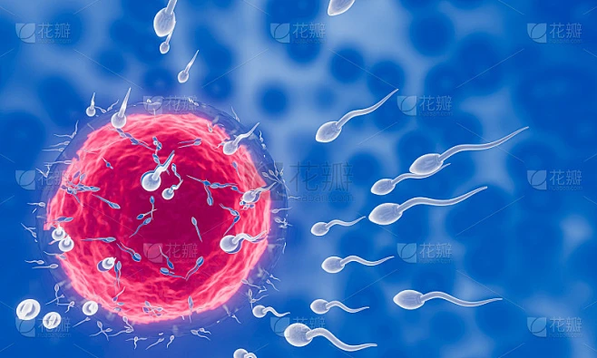 精子向着卵子。来进行人类交配。卵子和精子之间的预受精模型。三维渲染素材-花瓣网