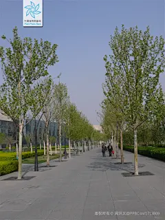 悬铃木-天津市2