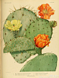 。这是一个种满仙人掌的花房。1919年古籍。《仙人掌科植物》。The Cactaceae descriptions and illustrations of plants of the cactus family。#素材搜集# ​​​​