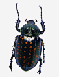 昆虫素材png免抠素材_新图网 https://ixintu.com 高清 动物 甲壳虫 高清甲壳虫素材