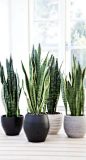 Having indoor plant decor may also give the impression that people who live in the house invest their time to take care of the plants, so that their place looks lively, natural, and fresh. #houseplantsdecor #houseplants #indoorhouseplants