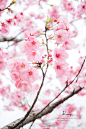 还记得...樱花树下
