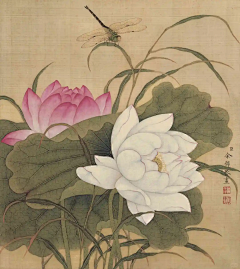 小小蘑菇酱采集到荷花