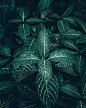 Green ​ ​​​​