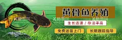 黄骨鱼养殖  - 源文件下载【酷图网】黄骨鱼养殖,信息流,头条,招商页,创意合成海报,平面设计,电商banner,首页产品排列,店铺,活动专题页,大气创意,活动页面,广告页,推广页,网页,落地页,头条抖音表单,加盟页,淘宝电商,装修,模板,详情页,长页面,简约风,简洁风,电脑端,手机移动端,