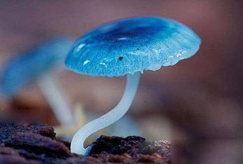 炫蓝蘑菇。